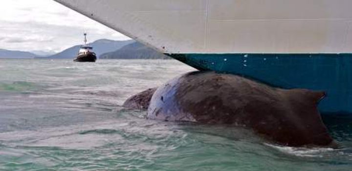 Walvis aangevaren door cruiseschip