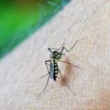Meer Nederlandse toeristen slachtoffer van dengue