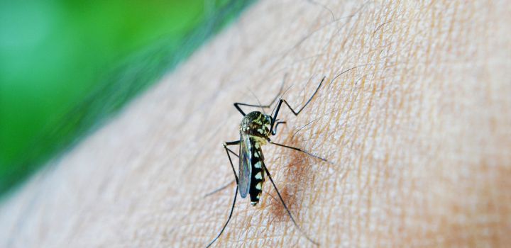 Meer Nederlandse toeristen slachtoffer van dengue